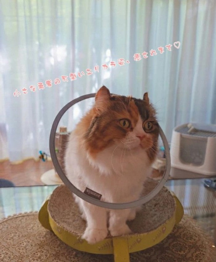 エリザベスカラー 猫 クリア ソフト 柔らかい 軽量 獣医推薦 リピーター多数 フェザーカラー 【透明･ソフト】 子猫 成猫 ロング 撥水 首元クッション 手術後 傷口保護 足舐め防止 傷舐め防止 猫用 怪我 ペット用 かわいい 介護 簡単装着 送料無料